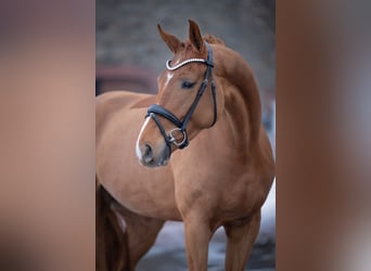 Westfaliano, Giumenta, 5 Anni, 168 cm, Sauro