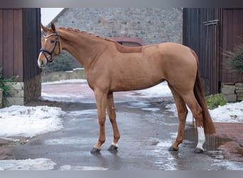 Westfaliano, Giumenta, 5 Anni, 168 cm, Sauro