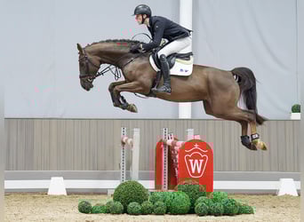 Westfaliano, Giumenta, 5 Anni, 168 cm, Sauro scuro