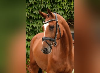 Westfaliano, Giumenta, 5 Anni, 169 cm, Baio chiaro