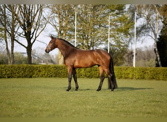 Westfaliano, Giumenta, 5 Anni, 170 cm, Baio