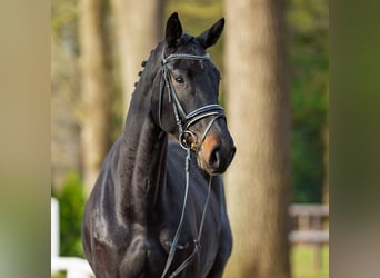 Westfaliano, Giumenta, 5 Anni, 170 cm, Baio