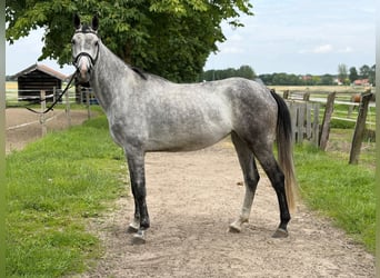 Westfaliano, Giumenta, 5 Anni, 170 cm, Grigio