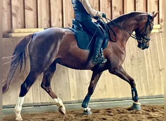 Westfaliano, Giumenta, 5 Anni, 170 cm, Sauro scuro
