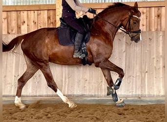 Westfaliano, Giumenta, 5 Anni, 170 cm, Sauro scuro