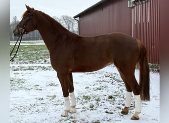 Westfaliano, Giumenta, 5 Anni, 170 cm, Sauro scuro