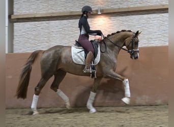 Westfaliano, Giumenta, 5 Anni, 171 cm, Sauro