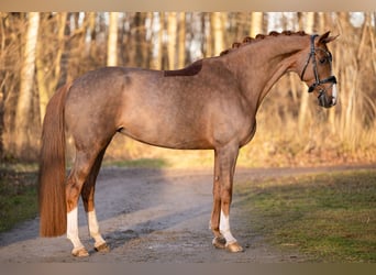 Westfaliano, Giumenta, 5 Anni, 171 cm, Sauro