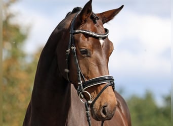 Westfaliano, Giumenta, 5 Anni, 172 cm, Baio scuro