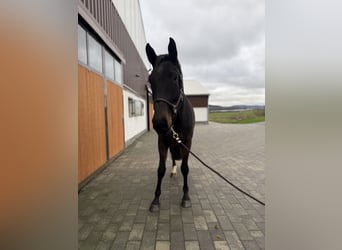 Westfaliano, Giumenta, 5 Anni, 172 cm, Baio scuro