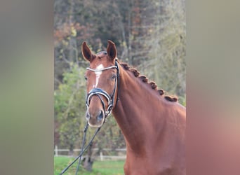 Westfaliano, Giumenta, 5 Anni, 173 cm, Sauro