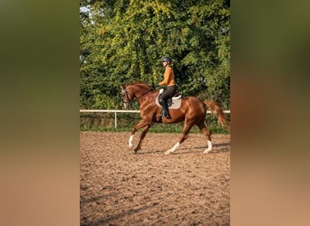 Westfaliano, Giumenta, 5 Anni, 173 cm, Sauro