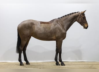 Westfaliano, Giumenta, 5 Anni, 174 cm