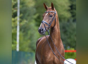 Westfaliano, Giumenta, 5 Anni, 174 cm, Sauro scuro