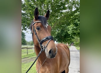 Westfaliano, Giumenta, 5 Anni, 175 cm, Baio