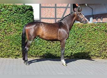 Westfaliano, Giumenta, 5 Anni, 177 cm, Baio scuro