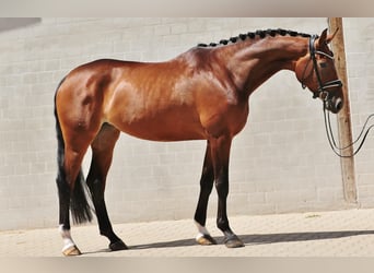 Westfaliano, Giumenta, 5 Anni, 178 cm, Baio