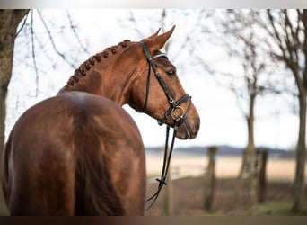 Westfaliano, Giumenta, 5 Anni, 178 cm, Sauro scuro