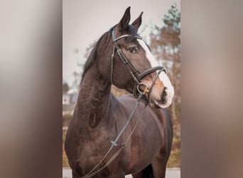 Westfaliano, Giumenta, 5 Anni, 180 cm, Baio scuro