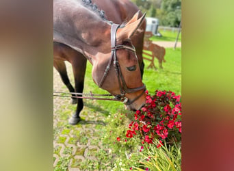 Westfaliano, Giumenta, 5 Anni, 180 cm