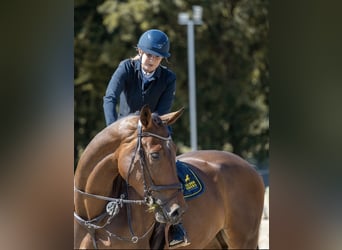 Westfaliano, Giumenta, 5 Anni, 180 cm