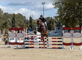 Westfaliano, Giumenta, 5 Anni, 180 cm