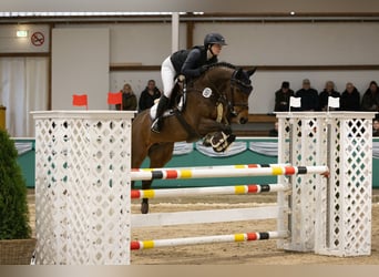 Westfaliano, Giumenta, 6 Anni, 161 cm, Baio