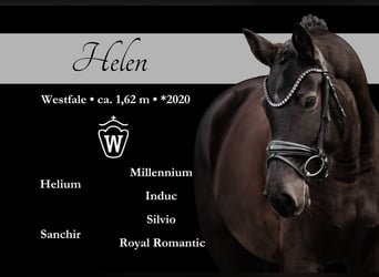 Westfaliano, Giumenta, 6 Anni, 162 cm, Baio nero