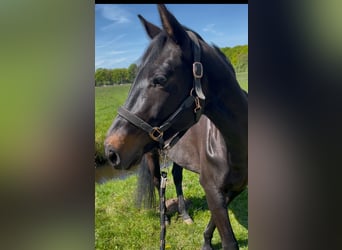 Westfaliano, Giumenta, 6 Anni, 162 cm, Baio scuro