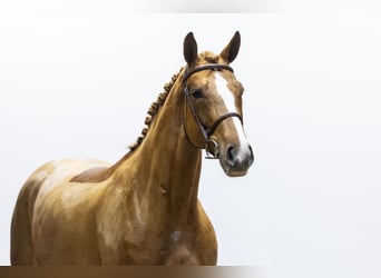 Westfaliano, Giumenta, 6 Anni, 162 cm