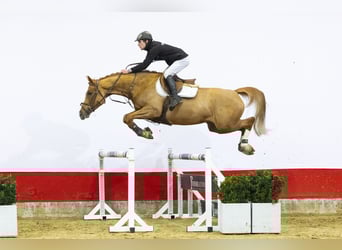 Westfaliano, Giumenta, 6 Anni, 162 cm