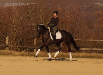 Westfaliano, Giumenta, 6 Anni, 163 cm, Morello