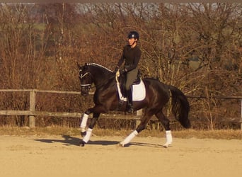 Westfaliano, Giumenta, 6 Anni, 163 cm, Morello