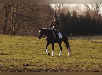 Westfaliano, Giumenta, 6 Anni, 163 cm, Morello