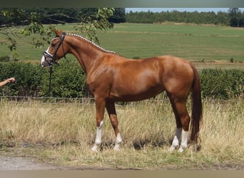 Westfaliano, Giumenta, 6 Anni, 163 cm, Sauro