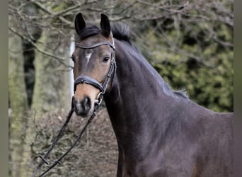 Westfaliano, Giumenta, 6 Anni, 165 cm, Baio nero