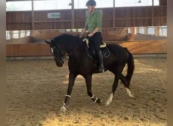 Westfaliano, Giumenta, 6 Anni, 165 cm, Baio nero