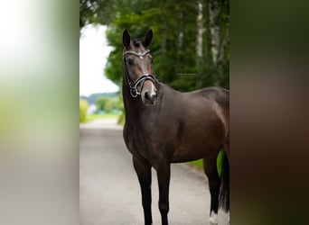 Westfaliano, Giumenta, 6 Anni, 165 cm, Baio scuro