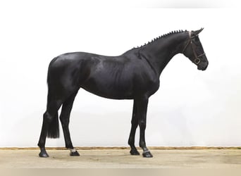 Westfaliano, Giumenta, 6 Anni, 165 cm, Morello