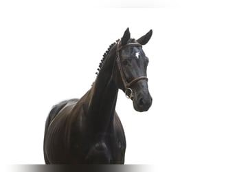 Westfaliano, Giumenta, 6 Anni, 165 cm, Morello
