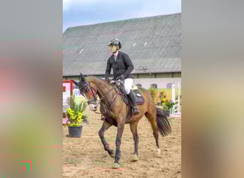 Westfaliano, Giumenta, 6 Anni, 166 cm, Baio scuro