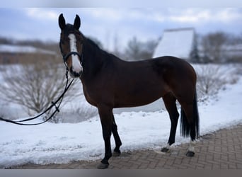 Westfaliano, Giumenta, 6 Anni, 166 cm, Baio scuro