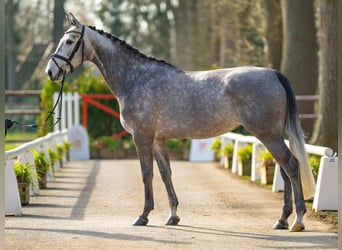 Westfaliano, Giumenta, 6 Anni, 166 cm, Grigio