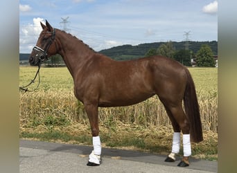 Westfaliano, Giumenta, 6 Anni, 166 cm, Sauro