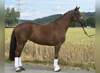 Westfaliano, Giumenta, 6 Anni, 166 cm, Sauro