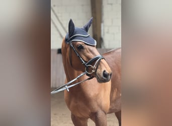 Westfaliano, Giumenta, 6 Anni, 167 cm, Baio