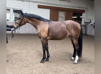 Westfaliano, Giumenta, 6 Anni, 167 cm, Baio