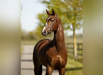 Westfaliano, Giumenta, 6 Anni, 167 cm, Sauro scuro