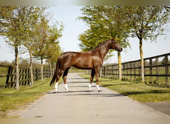 Westfaliano, Giumenta, 6 Anni, 167 cm, Sauro scuro