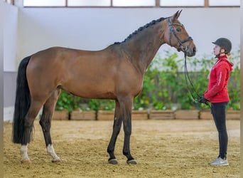 Westfaliano, Giumenta, 6 Anni, 168 cm, Baio scuro